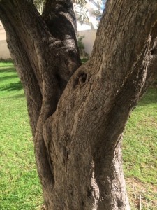 Tronco de árbol donde se bifurca.